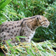 Illustration for article titled Caturday - Prionailurus viverrinus Edition